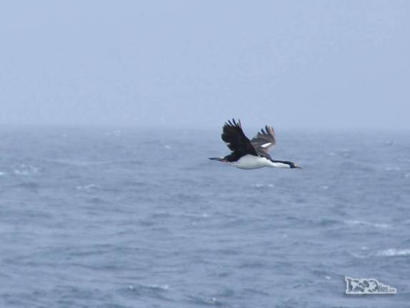 Um belíssimo Rock Shag na região de Shag Rocks, entre Falkland e Geórgia do Sul